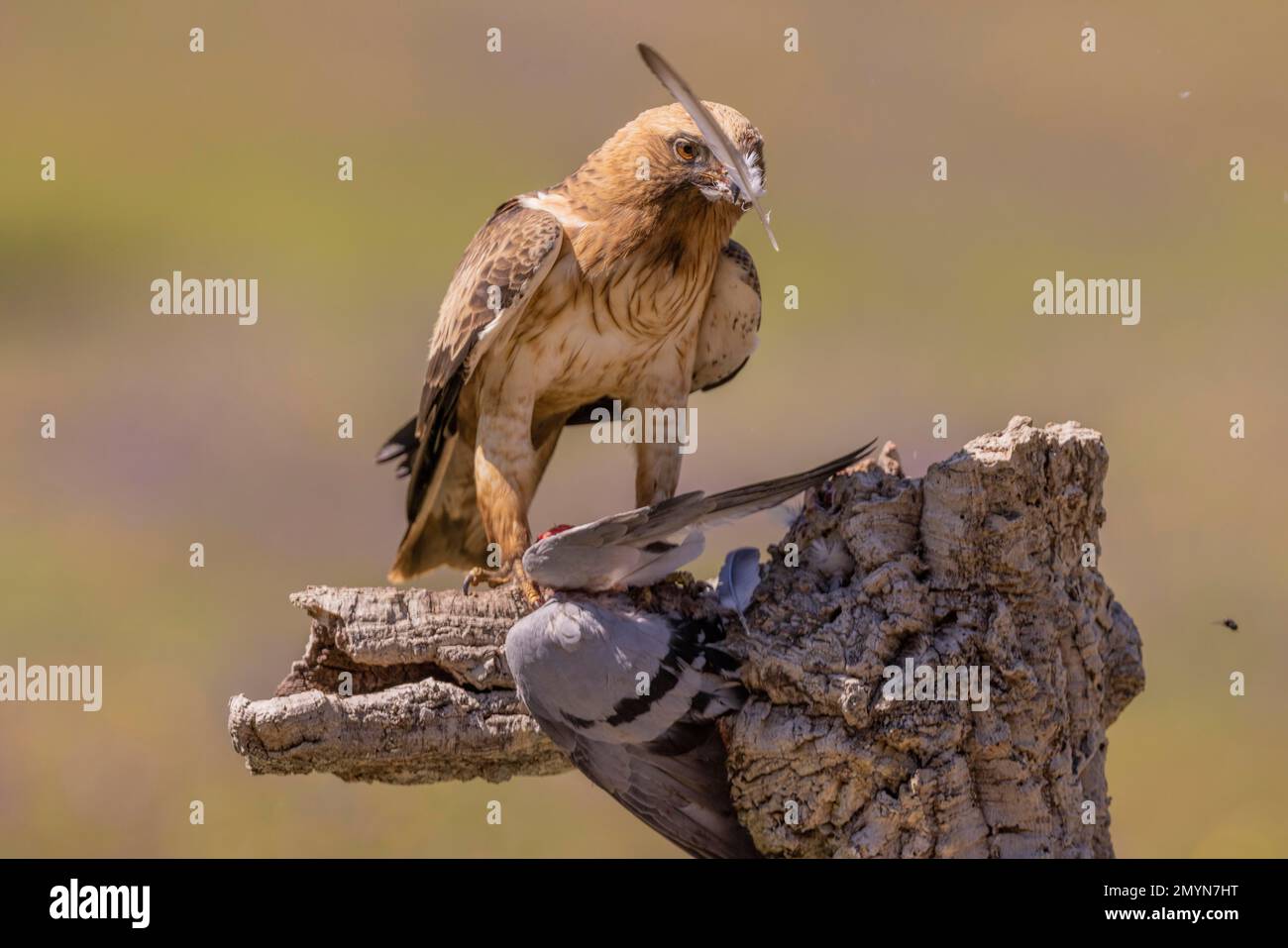 Booted eagle (Aquila pennata), light morph, plucks pigeon, Caceres province, Extremadura, Spain, Europe Stock Photo