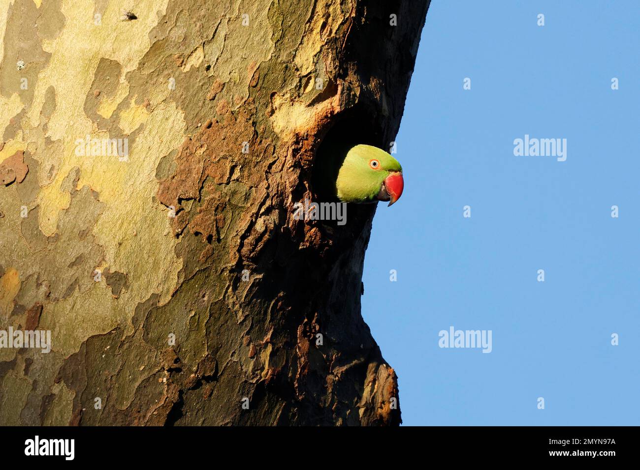 Parakeet Looking Rough Rose-ringed parakeet (Psittacula krameri) looking out of a tree in the ...