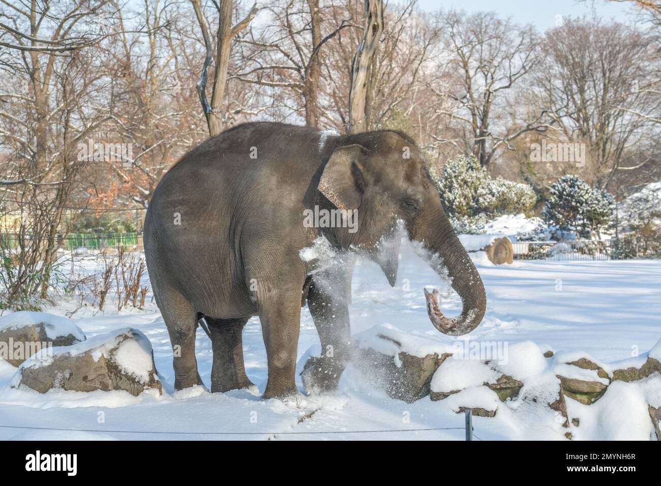 Elephant playing in the snow, winter, Zoologischer Garten, Tiergarten
