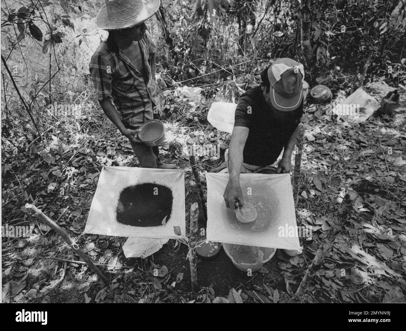 On a coca farm in the Caldas state in western Colombia, two workers ...