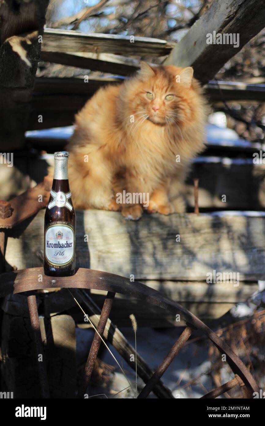 An orange long-haired cat sitting on an old wagon with an antique beer bottle. Stock Photo