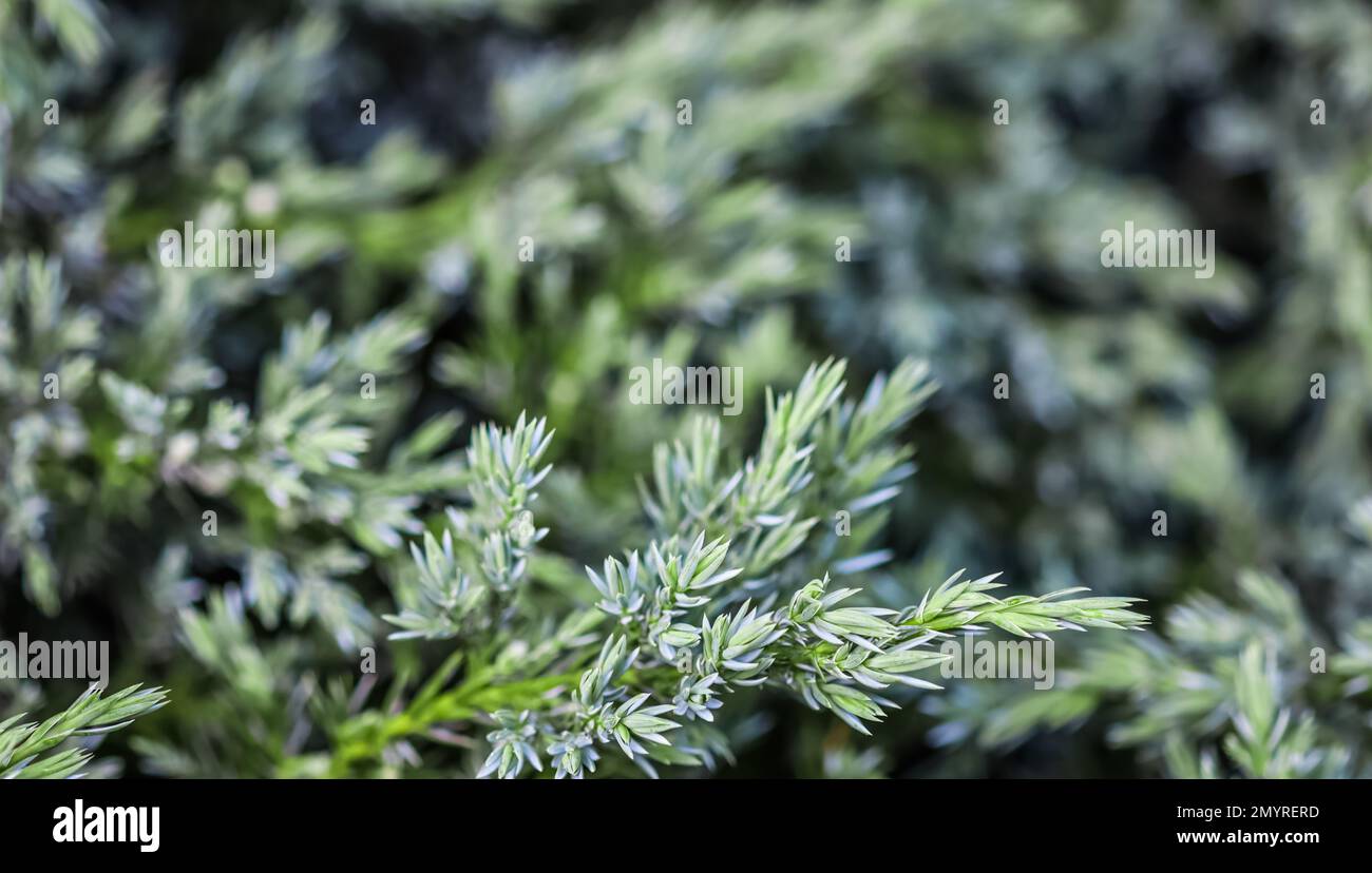Background of blue evergreen conifer branches of Juniperus squamata Blue Carpet in the garden Stock Photo