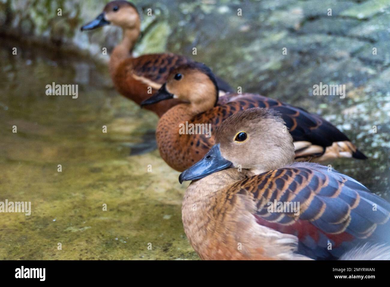 A beautiful and vibrant mandarin duck in a cage on display at the zoo
