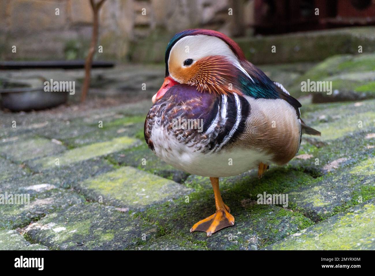 A beautiful and vibrant mandarin duck in a cage on display at the zoo
