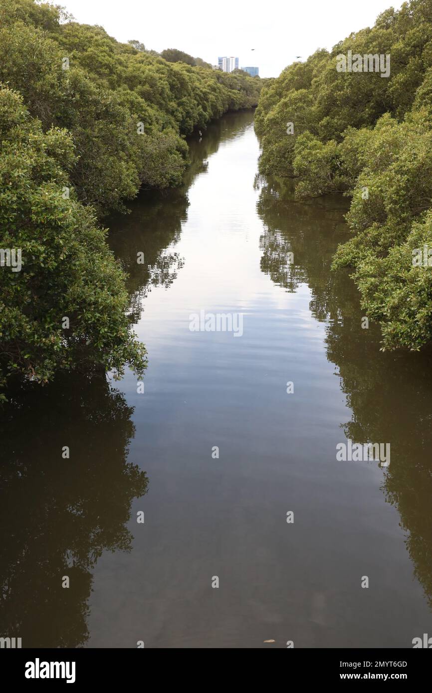 Powells Creek, Sydney Olympic Park Stock Photo