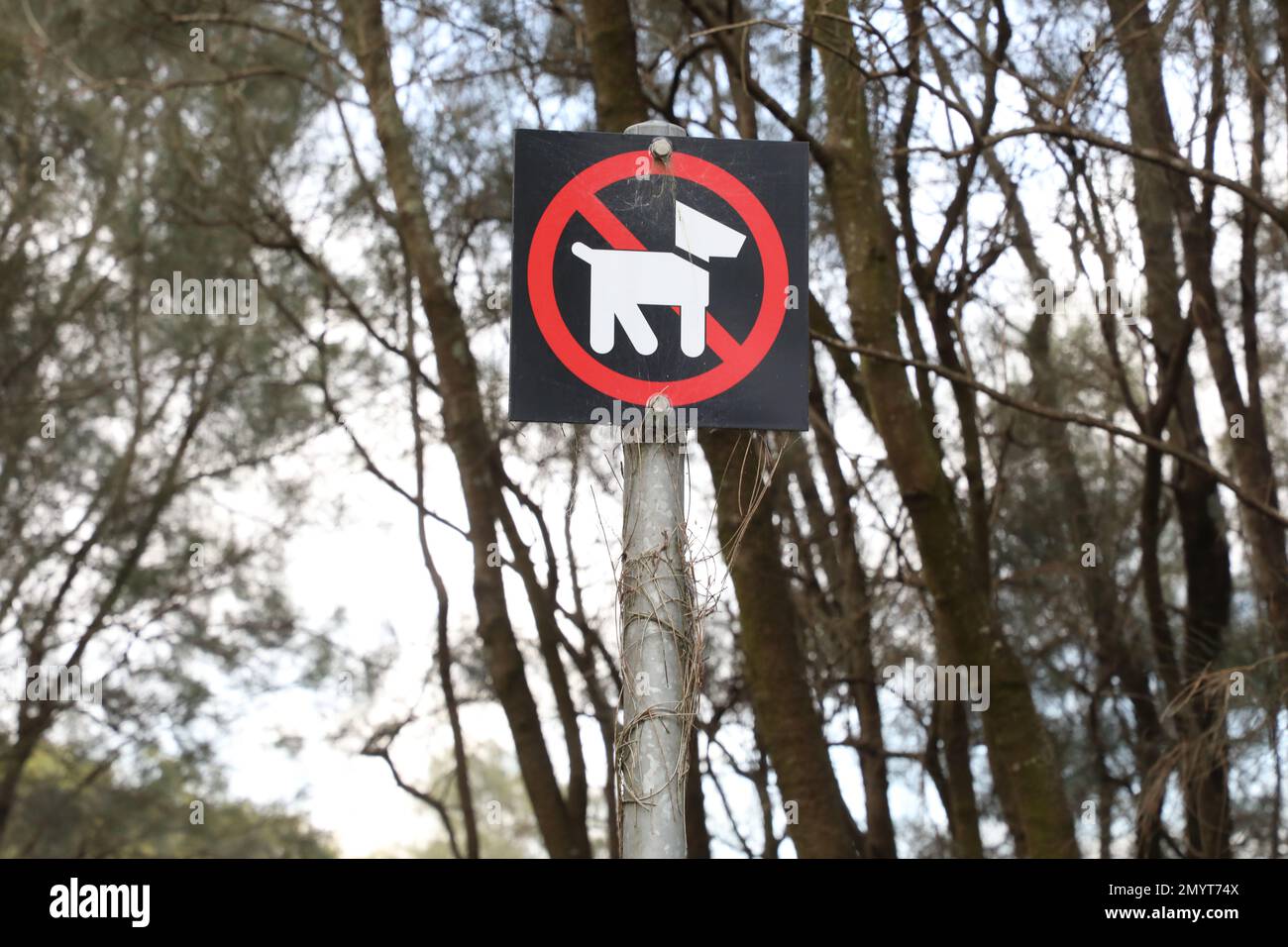 No dogs sign next to a track next to Billabong in Sydney Olympic Park. Stock Photo