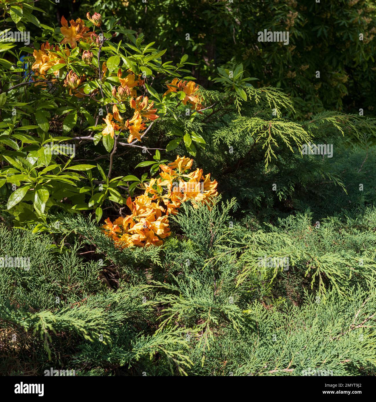Yellow Japanese rhododendrons near the hedge in the botanical garden ...