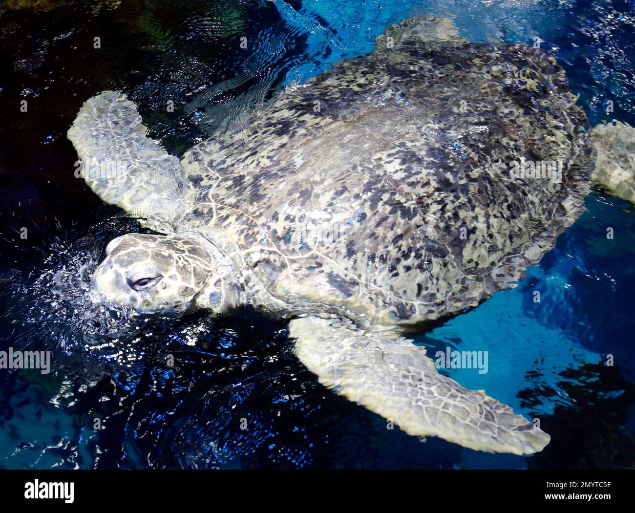 Myrtle, a green sea turtle estimated to be almost 90 years old