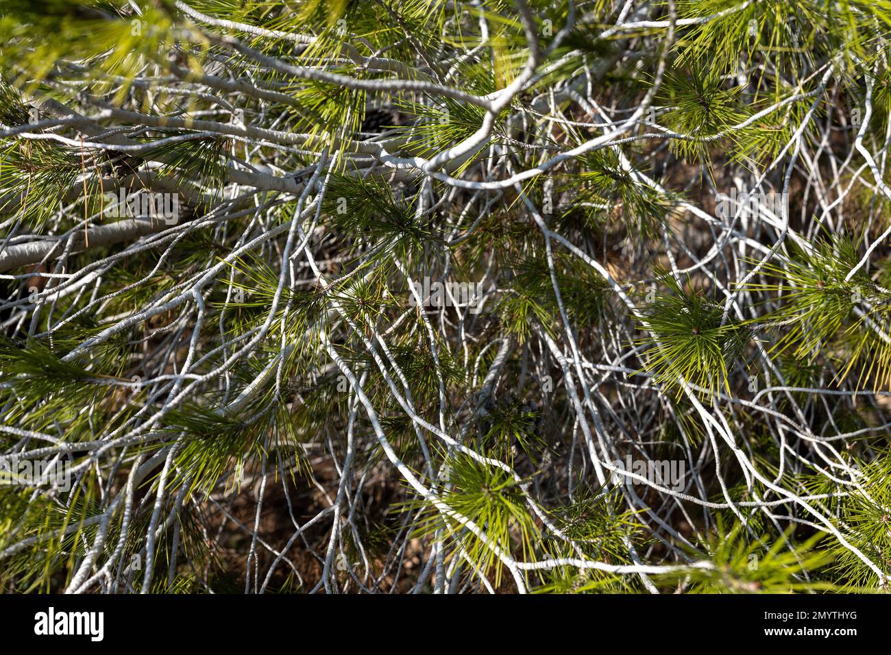 Pine branches with young cones Stock Photo