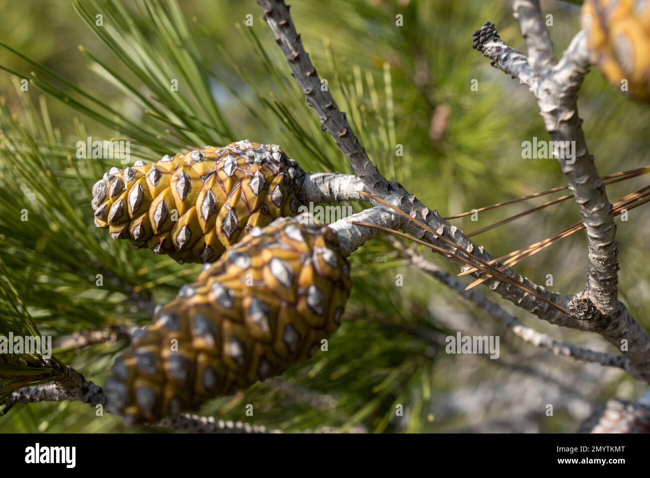 Pine branches with young cones against the blue sky Stock Photo