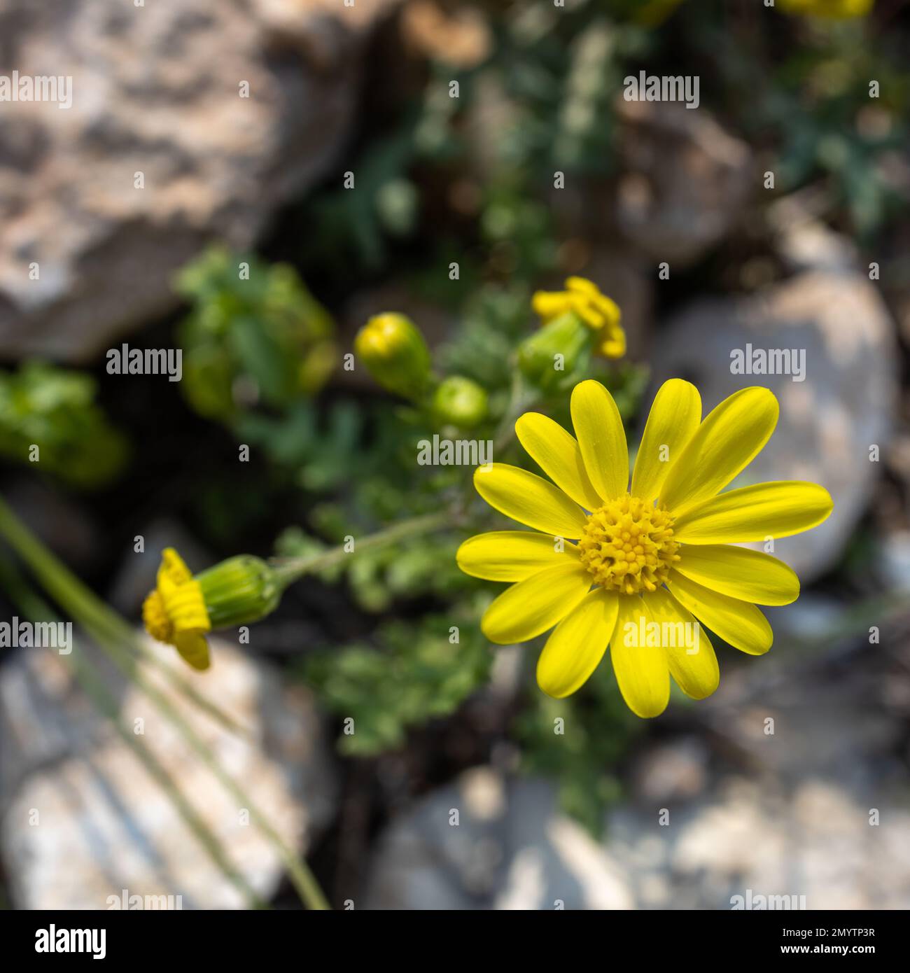 Yellow wildflowers Camphor Weed (Heterotheca subaxillaris) bloom on the shores of a lake in Rishon LeZion. Blurred background. Macro. Israel. Yellow f Stock Photo