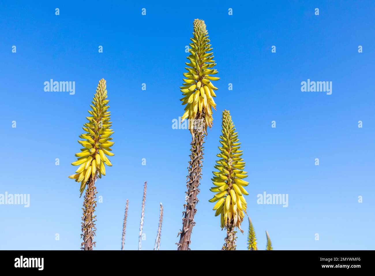hanging basket plants full sun Harvest Moon (part shade) main image 0