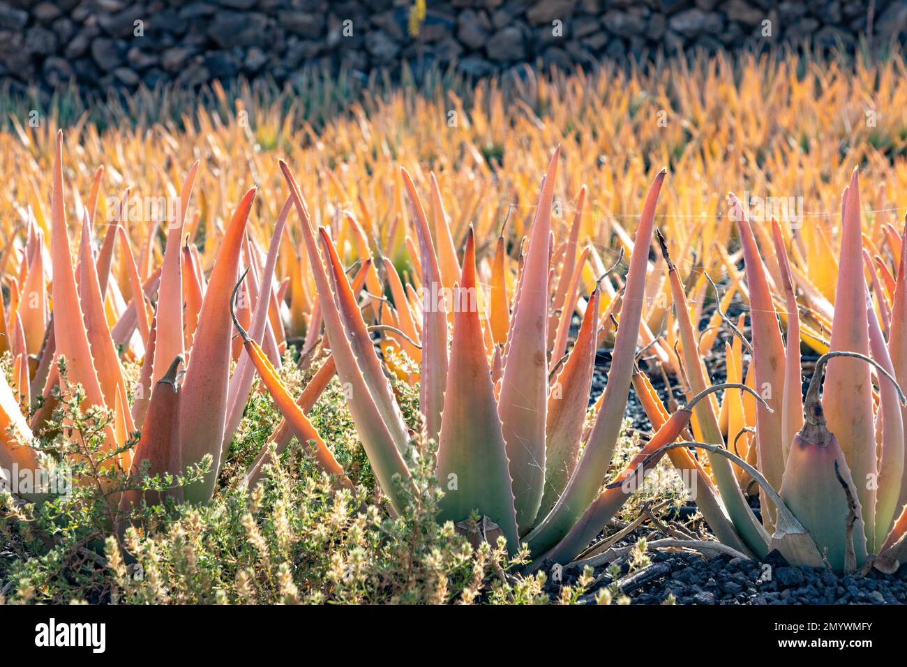 Aloe Vera plant ready for harvest at a field in Lanzarote, Spain Stock  Photo - Alamy