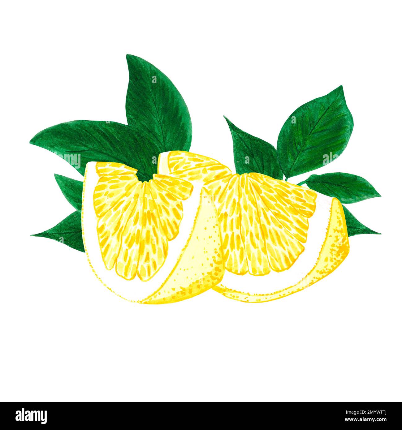 Hand drawn watercolor slice of lemon with green leaves composition ...