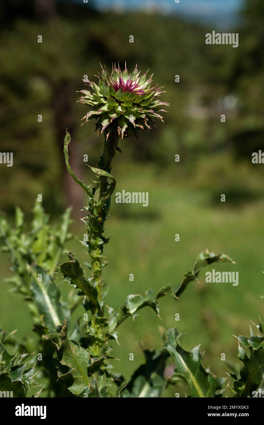 Musk Thistle (Carduus nutans), an invasive species, infesting an open-forest area near Genesee, Colorado Stock Photo