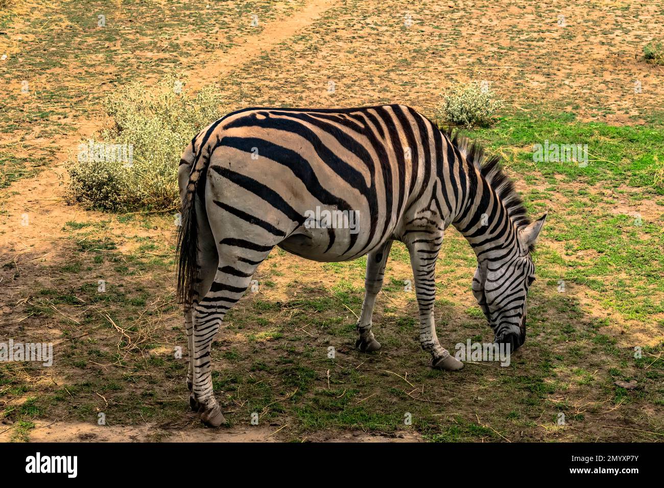Striped zebra eats in its aviary Stock Photo - Alamy