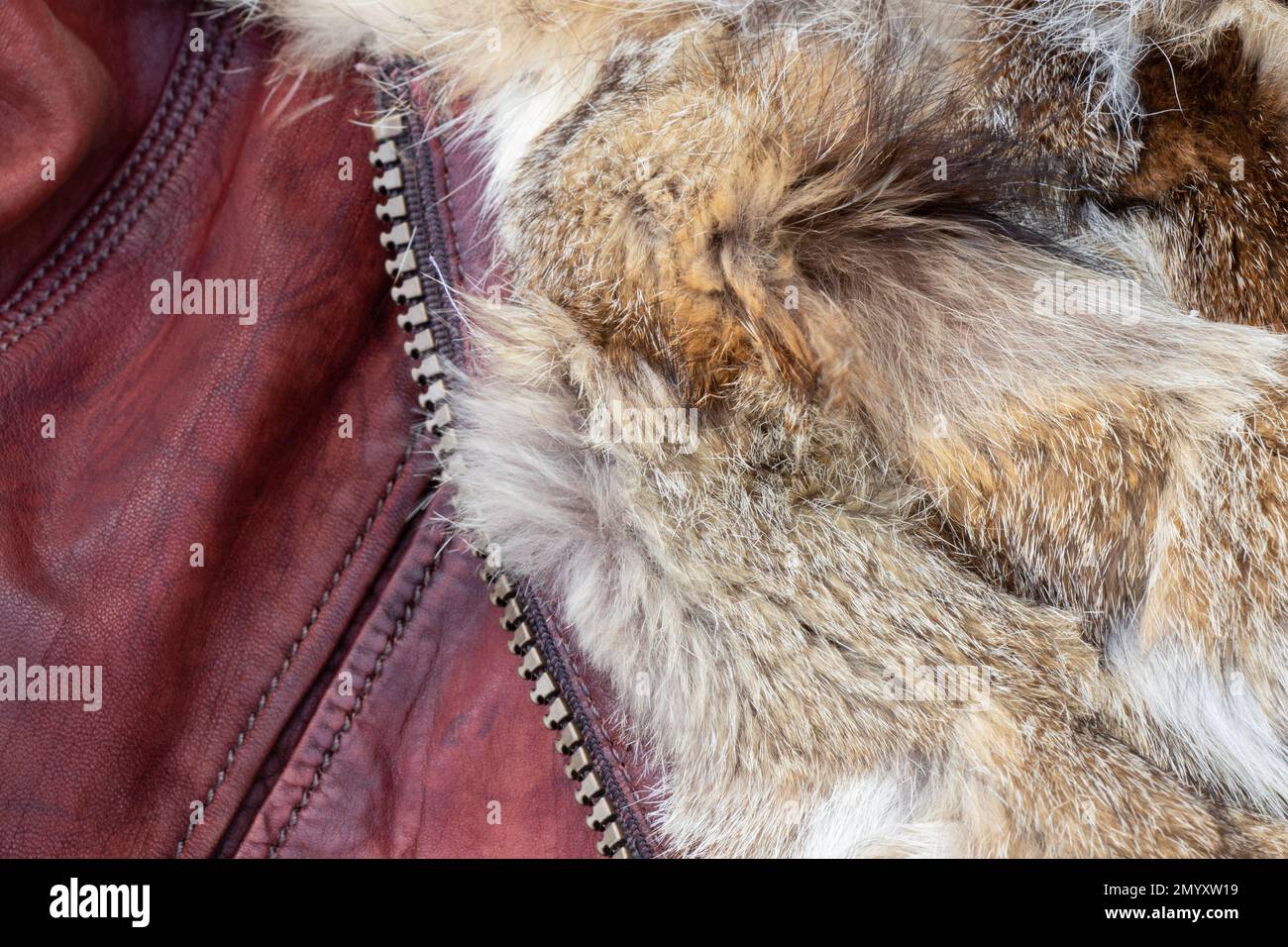 Bear shop skin jacket