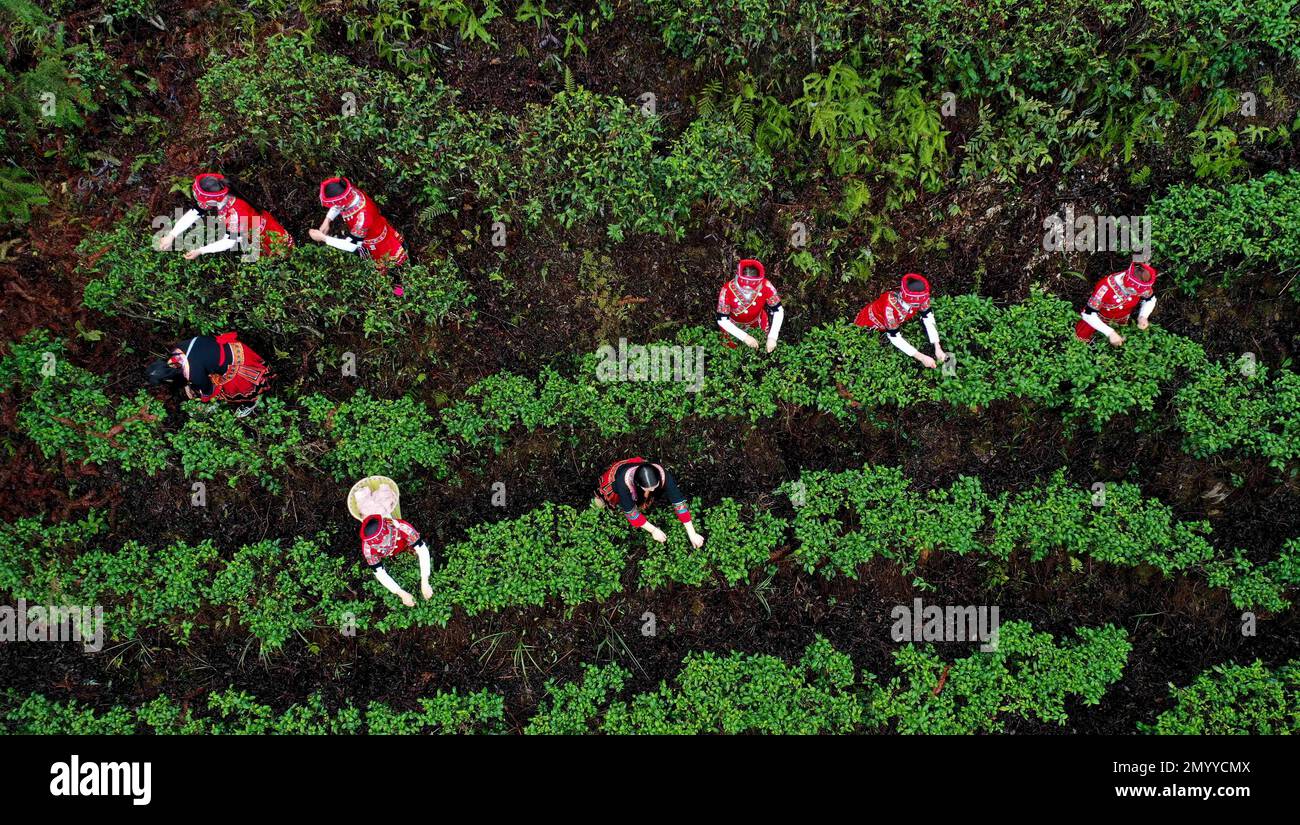 LIUZHOU, CHINA - FEBRUARY 3, 2023 - Women of Yao ethnic group pick ...