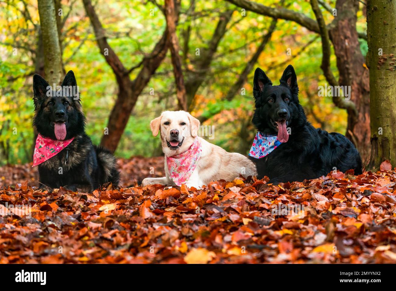 White labrador and two German Shepherd dogs in a park - selective focus Stock Photo
