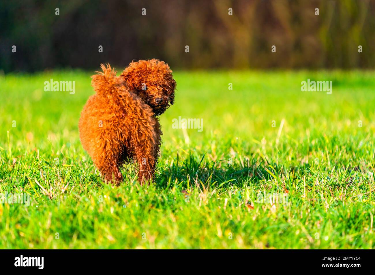 Ginger toy poodle puppy in a park selective focus Stock Photo Alamy