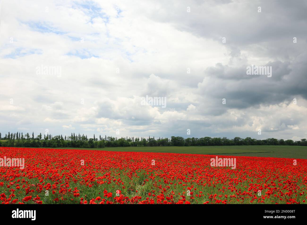 Beautiful red poppy flowers growing in field Stock Photo - Alamy