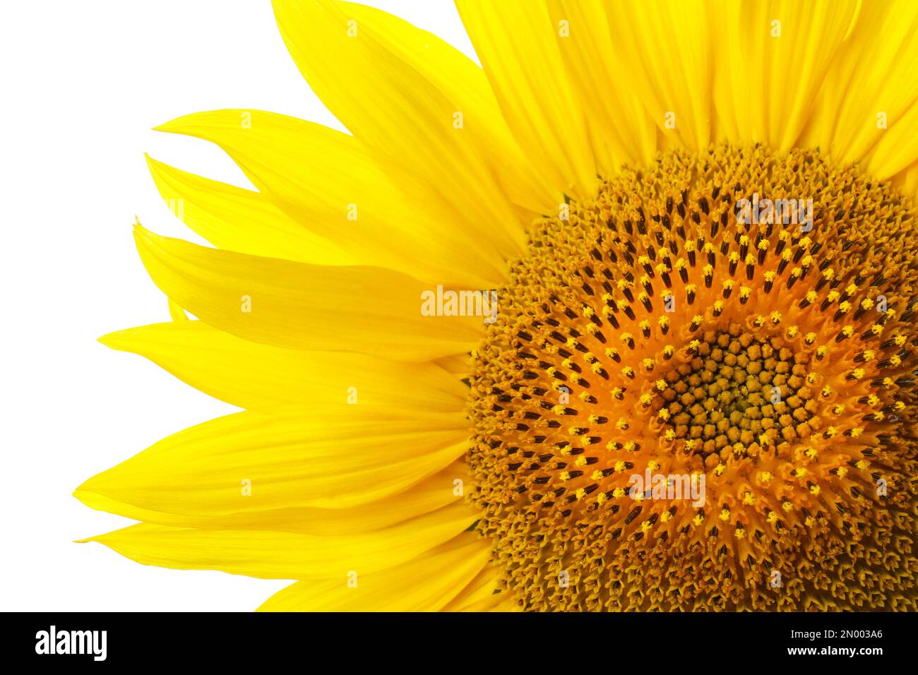 Beautiful bright sunflower on white background, closeup Stock Photo - Alamy