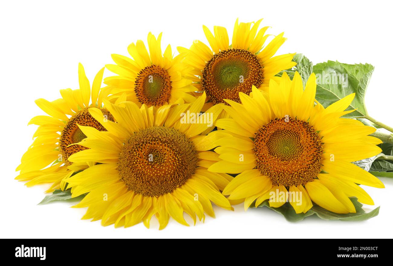 Beautiful bright blooming sunflowers on white background Stock Photo ...