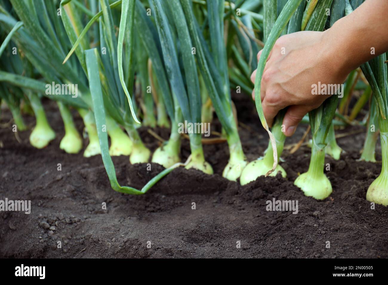 Hand harvesting onions hi-res stock photography and images - Alamy