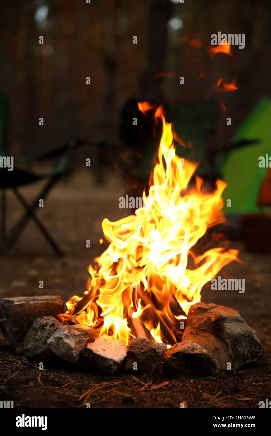 Beautiful bonfire with burning firewood near camping tent in forest Stock Photo