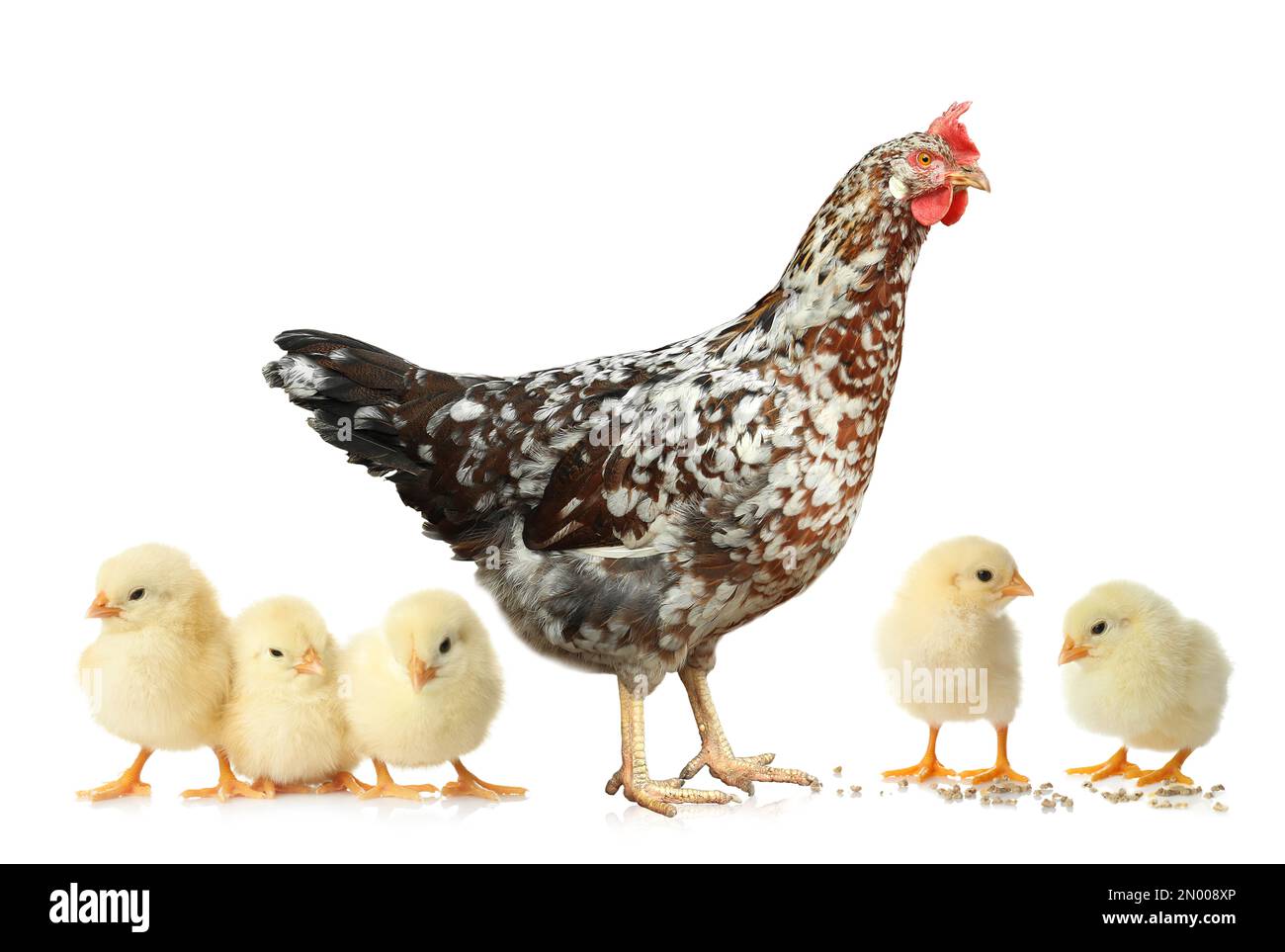 Hen with cute chickens on white background Stock Photo