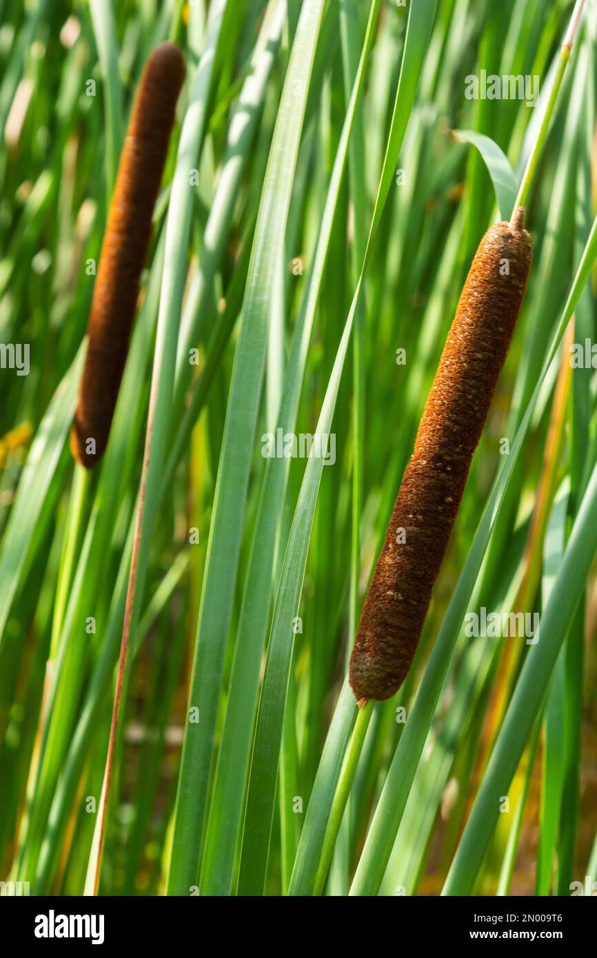 Typha latifolia broadleaf cattail, bulrush, common bulrush, common cattail, great reedmace, cooper's reed, cumbungi is perennial herbaceous plant in g Stock Photo