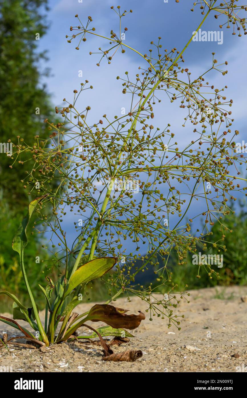 flowers of European water plantain, Alisma plantago aquatica, Stock Photo