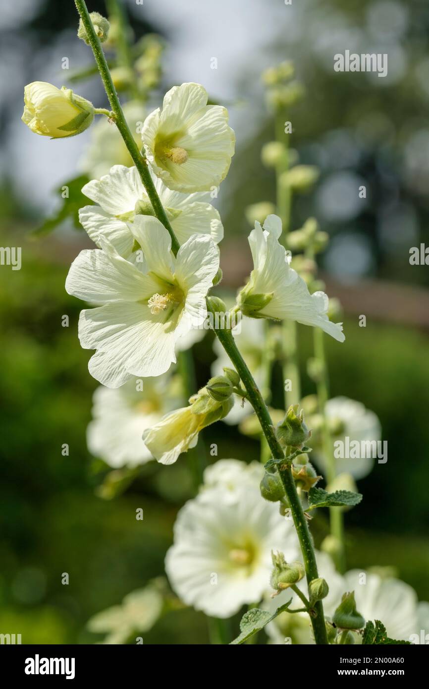 Alcea rugosa, Althaea rugosostellulata, Russian hollyhock, biennial, funnel-shaped primrose yellow flowers Stock Photo