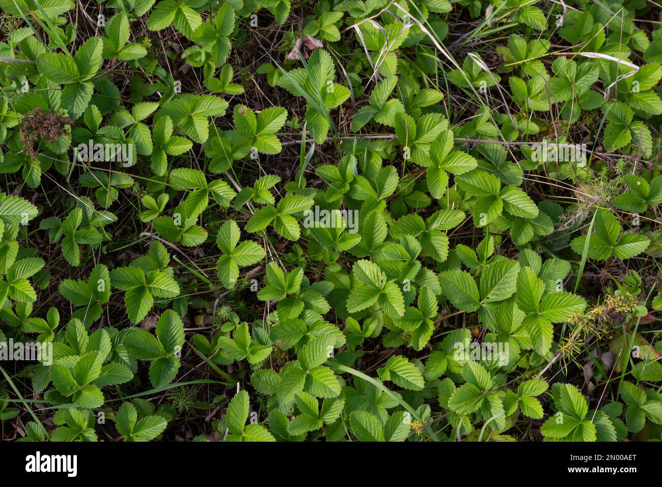 Close-up view of green strawberry leaves in the garden. Green bushes of ...