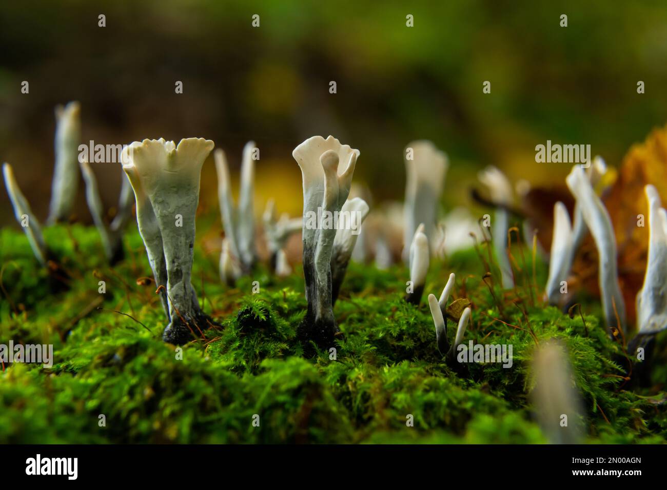 Xylaria hypoxylon is a species of fungus in the genus Xylaria. Xylaria hypoxylon, known as the candlestick fungus, the candlesnuff fungus, carbon antl Stock Photo