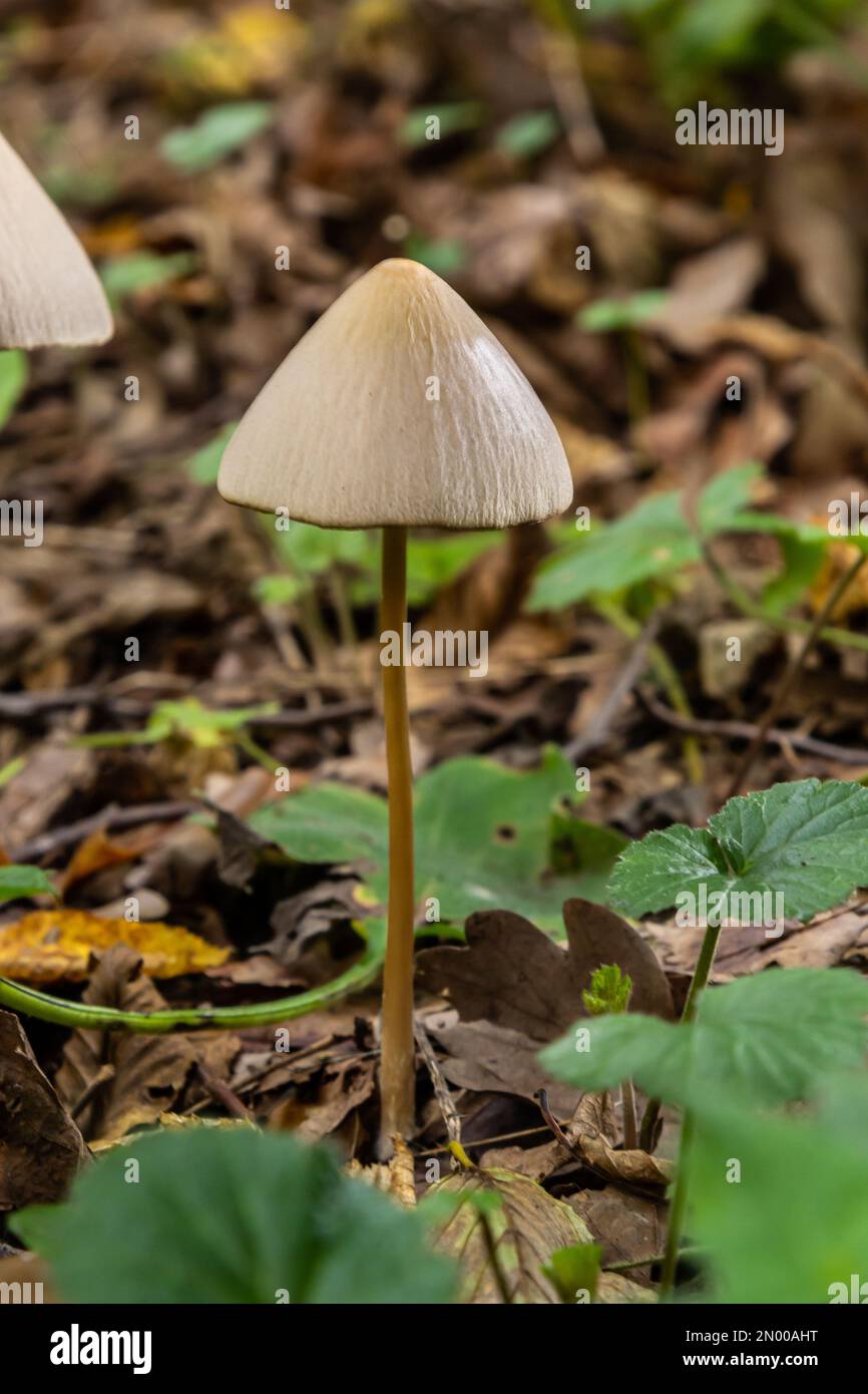 A vertical closeup of a small brown mushroom Conocybe siliginea . Stock Photo