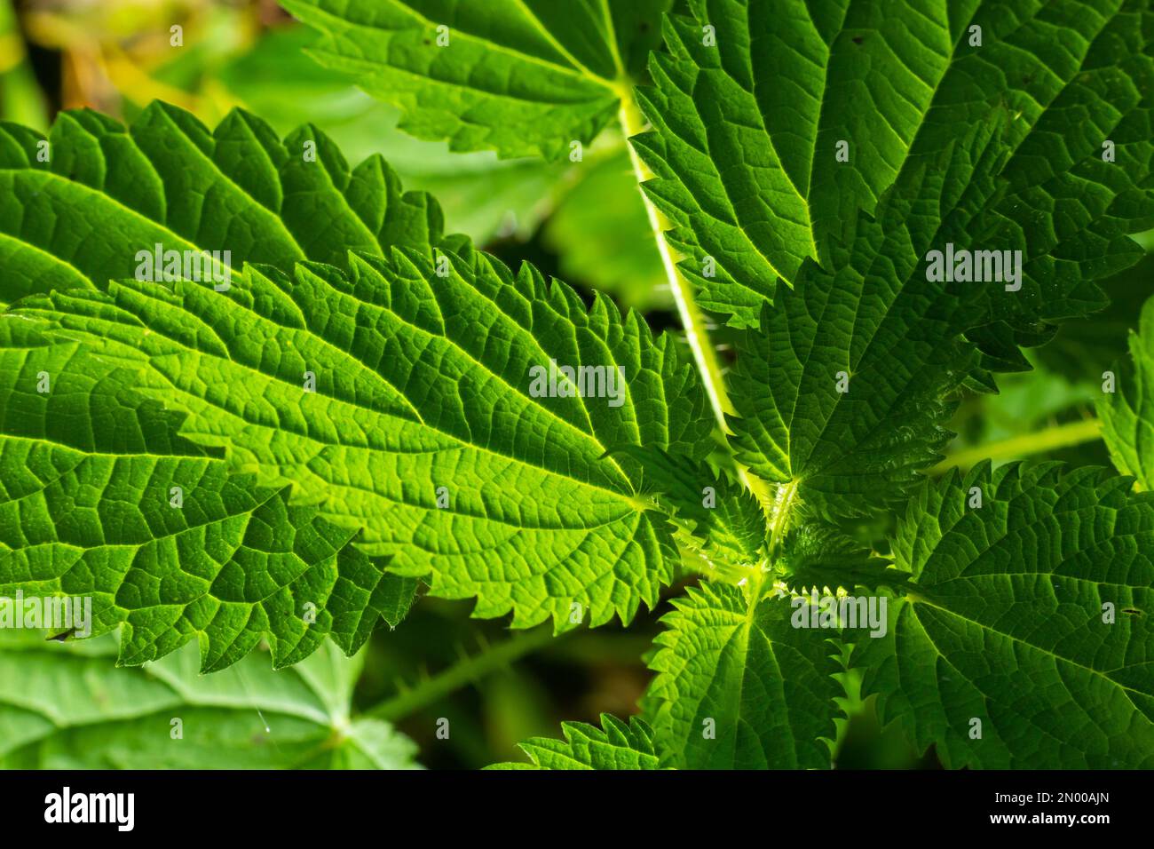 The nettle dioecious Urtica dioica with green leaves grows in natural ...