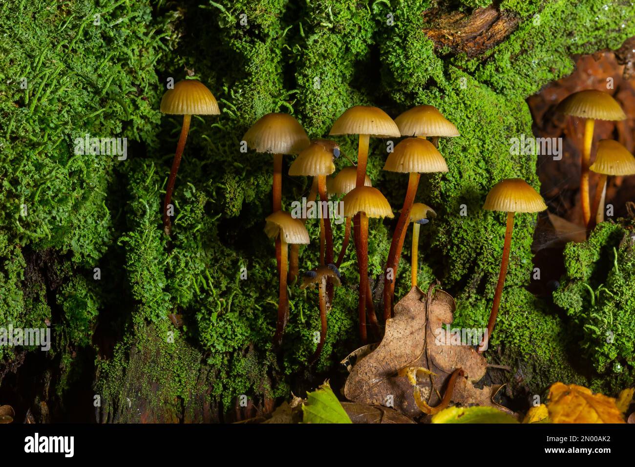 Clustered Bonnet Mycena inclinata growing on a mossy stump. Stock Photo