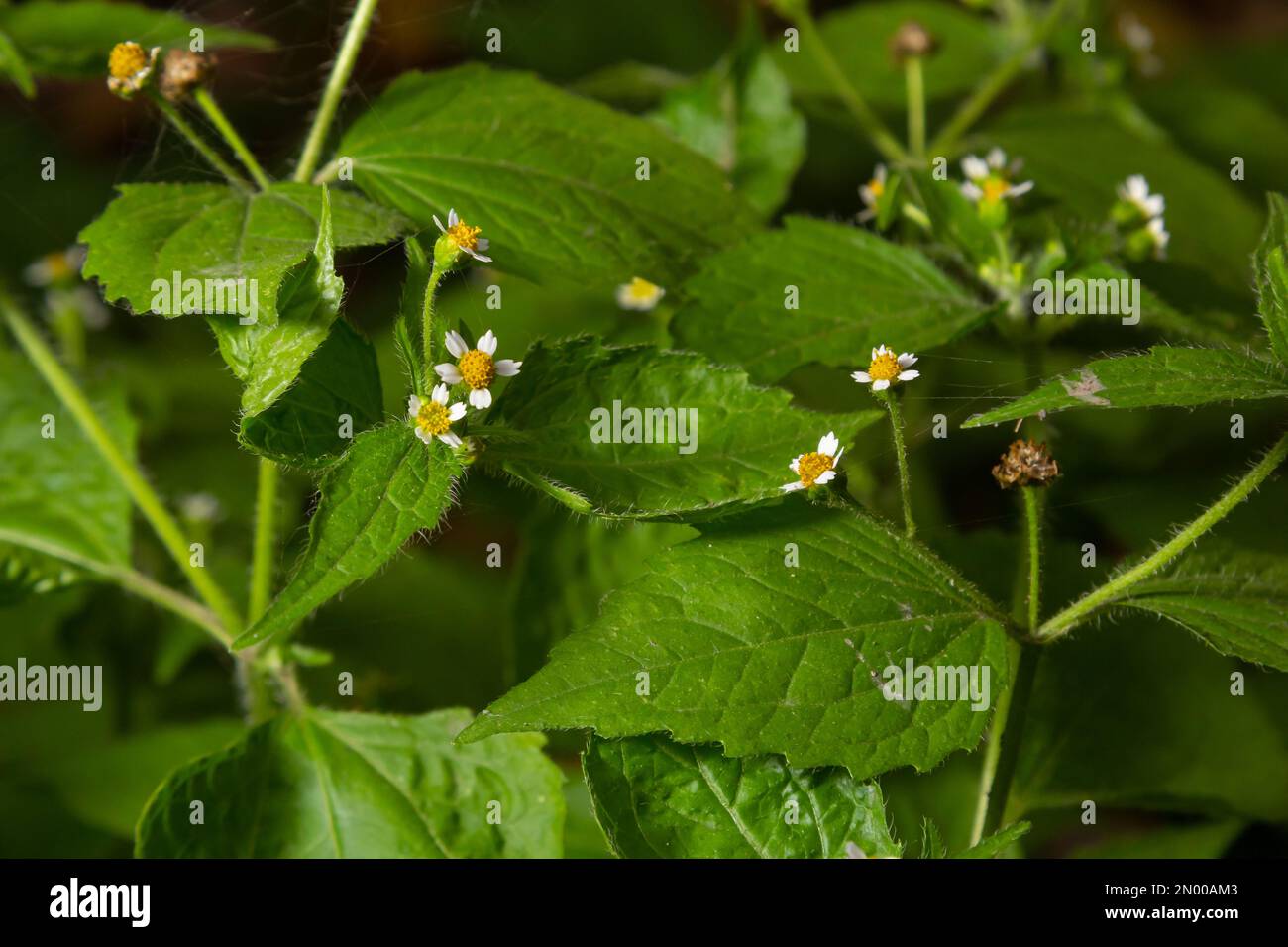 Galinsoga quadriradiata, Galinsoga ciliata shaggy soldier, Peruvian daisy, hairy galinsoga, fringed quickweed. Stock Photo