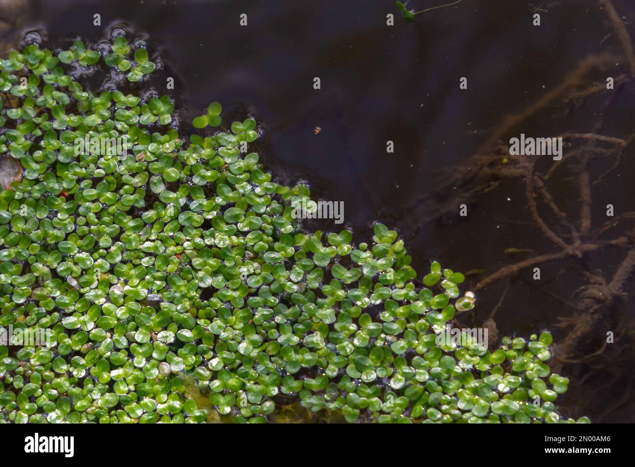 Duckweed. Green Duckweed natural background on water. Stock Photo