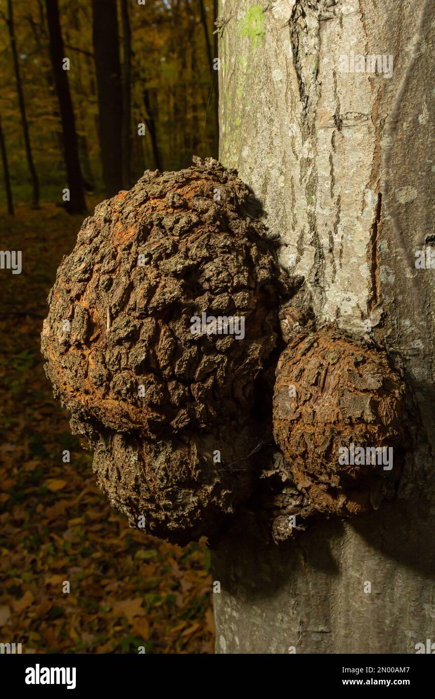 The form of plant disease on the trunk. This proliferation on the main stem has been growing for several years. Stock Photo