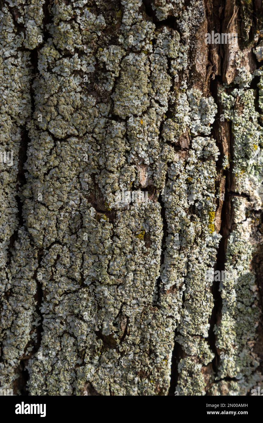 Close-up shot. Greenshield foliose white tube bone pillow lichen Parmeliaceae family Hypogymnia Physodes growing on bark coniferous tree in forest. Sy Stock Photo