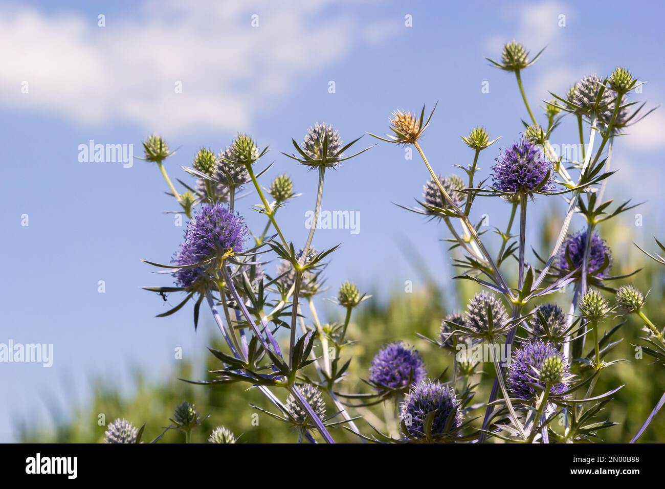 Eryngium planum flower head on summer meadow background. Herbal