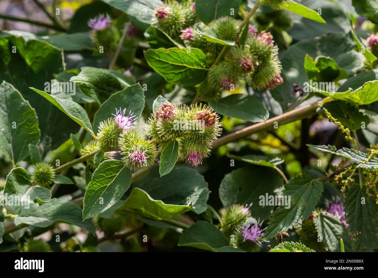 Closeup of a budding Greater Burdock or Arctium Lappa plant in its blurred own natural habitat. It is summertime now. Stock Photo