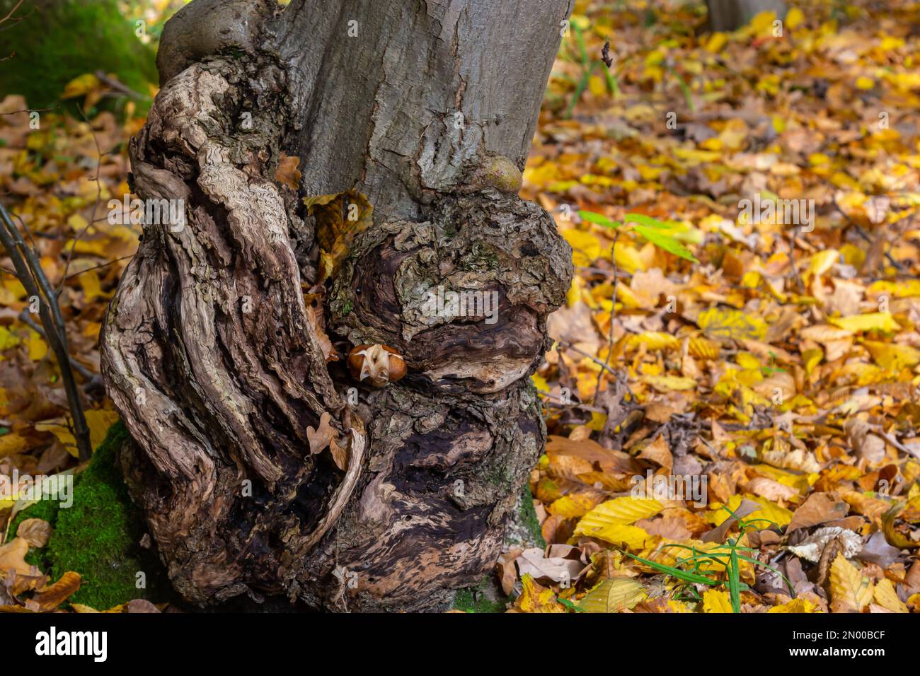 The form of plant disease on the trunk. This proliferation on the main stem has been growing for several years. Stock Photo