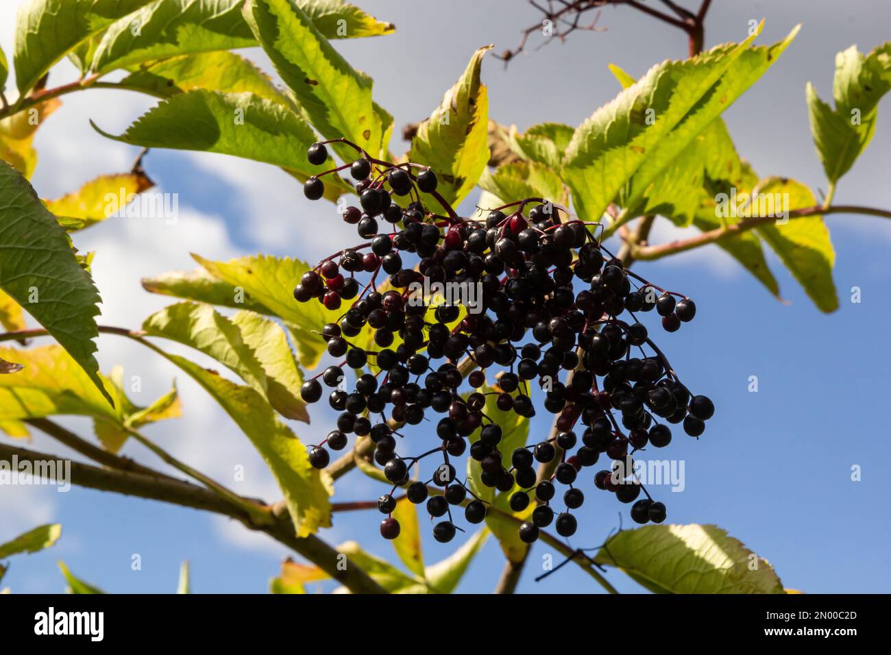 Sambucus nigra is a poisonous plant that can also be used medicinally