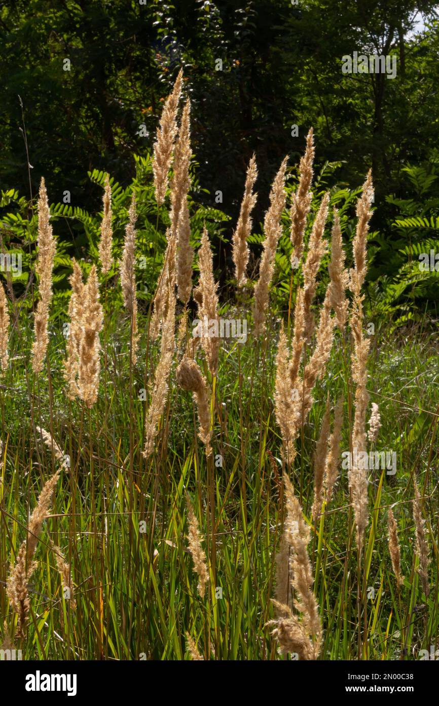 Calamagrostis epigejos is a perennial herbaceous plant of the slender leg family with a long creeping rhizome. Stock Photo