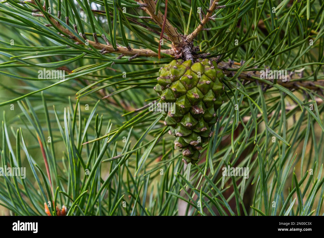 pine tree Green pine cone hanging on fir needles branch. Medicinal plant. Stock Photo