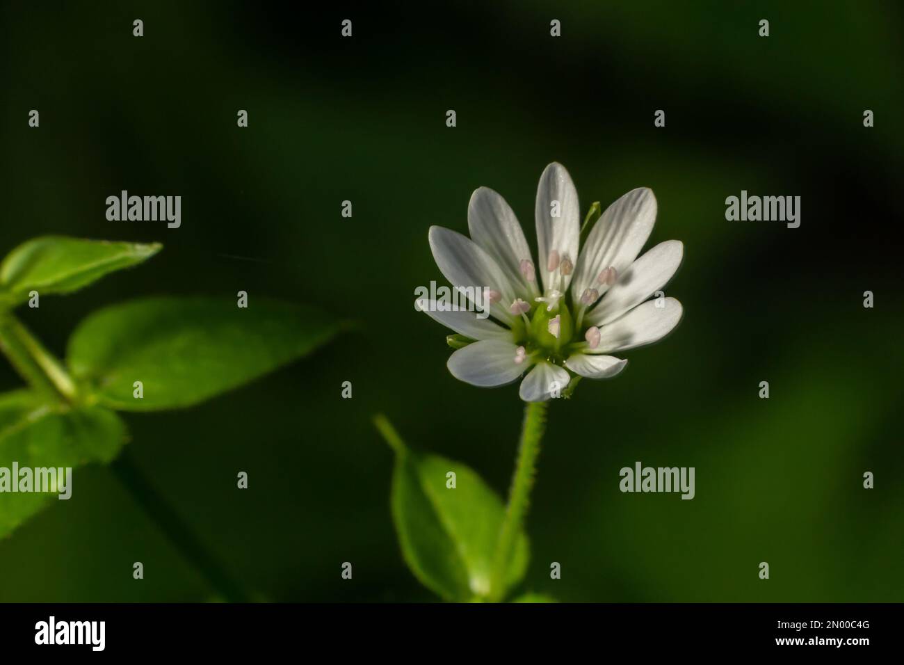 common chickweed, Stellaria media, white bloom with green blurred background. Stock Photo
