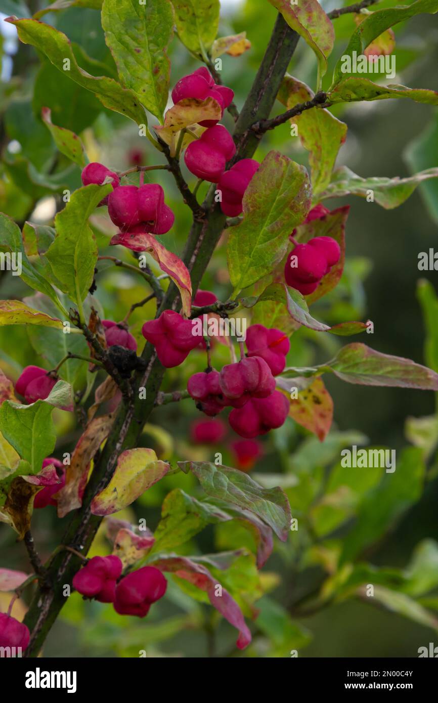 Euonymus europaeus european common spindle capsular ripening autumn fruits, red to purple or pink colors with orange seeds, autumnal colorful leaves. Stock Photo